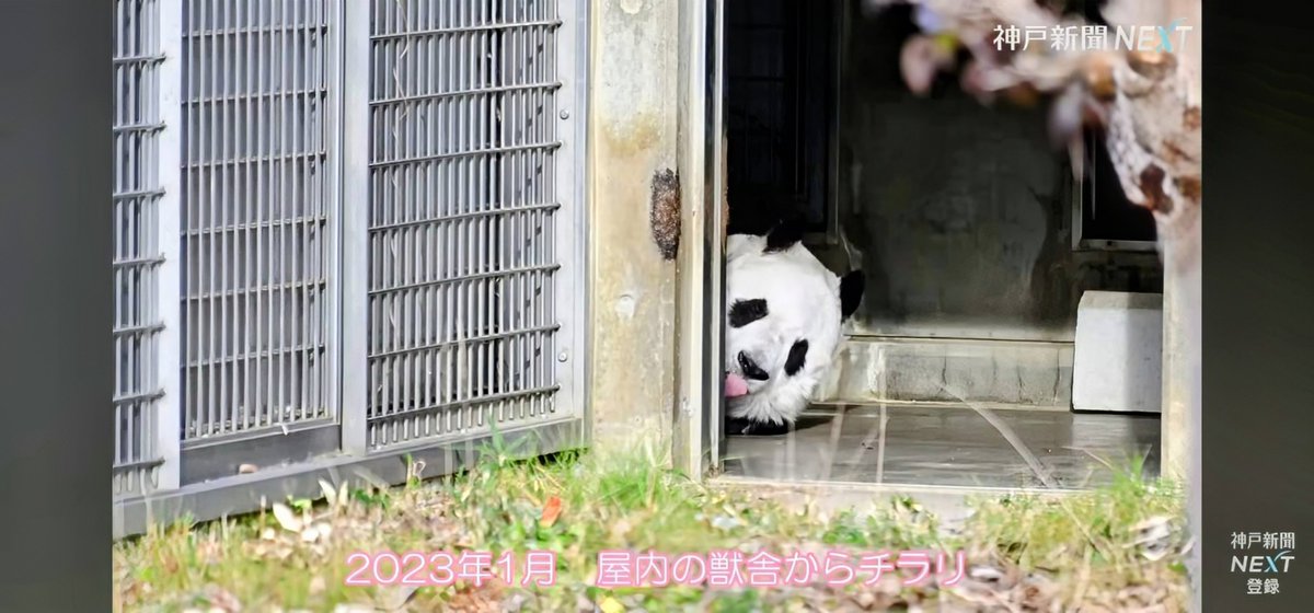 ブーコさん🌻🐼💝🌱🐷🌻 (@lRgIxtHLPl33052) / Posts / X