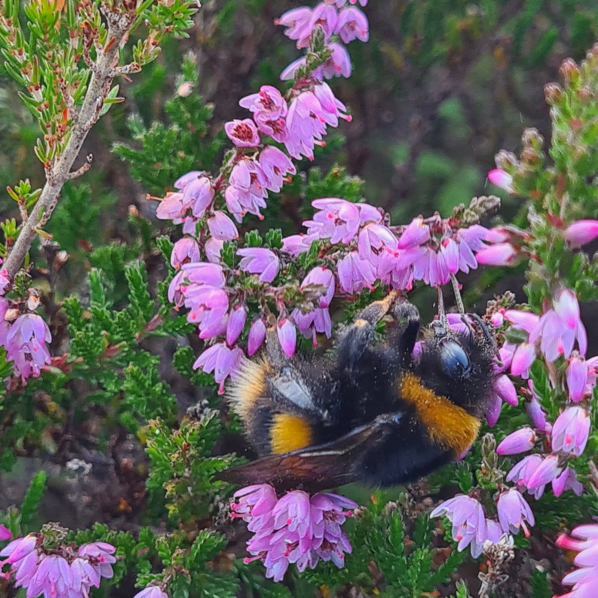 The sun is out! ☀️Can you help us monitor insect visitors by carrying out a Flower-Insect Timed Count by the 30th of September? It is suitable for everyone and just takes 10 minutes biodiversityireland.ie/surveys/fit-co…

Ivy and heather are some of the lovely target flowers in bloom now 🐝🌼🦋