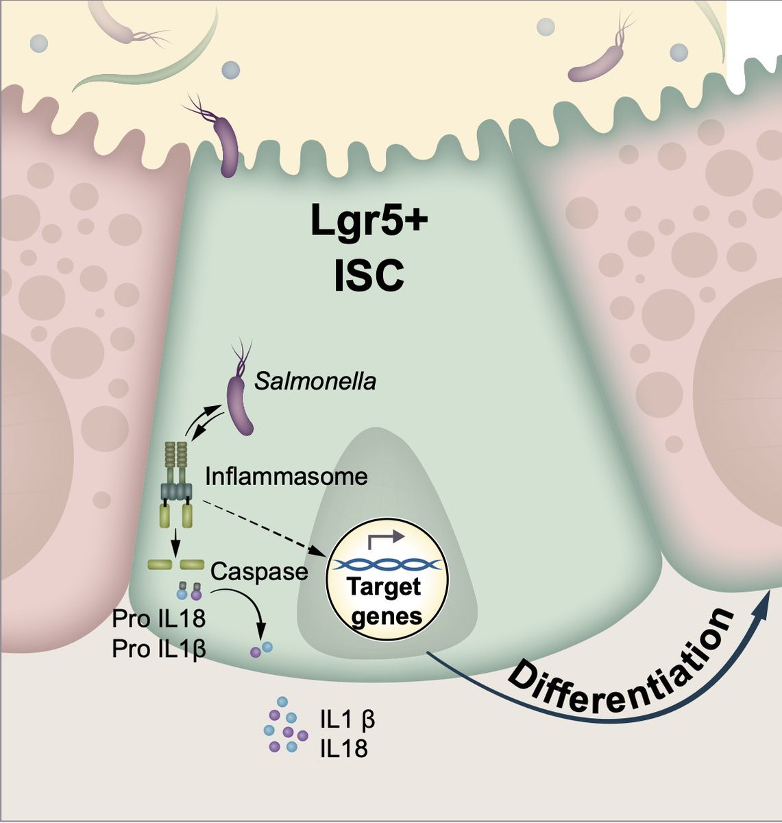 🚨 Thrilled to share my first first-author preprint on bioRxiv! 🚨 
biorxiv.org/content/10.110…

💡 Major breakthrough: Intestinal stem cells fight bacterial infection by differentiation into Paneth cells through inflammasome activation! 🦠⚔️ 1/