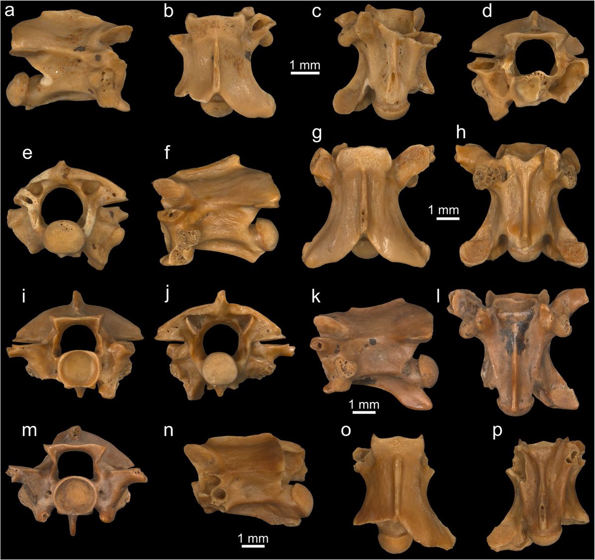DrGeorgalis's tweet image. Our new publication on new #Neogene #herpetofaunas from northern #Greece 
In #openaccess at:
Georgalis, G.L., A. Villa, M. Ivanov &amp;amp; M. Delfino 2024. Swiss Journal of Palaeontology 143:34
sjpp.springeropen.com/articles/10.11…
#Reptiles #Amphibians #Squamata #Turles #Frogs #Salamanders 
@NCN_PL