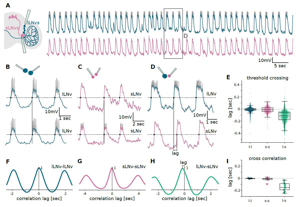 Nara Muraro (@muraronara) on Twitter photo The forced oscillator theory not only fits but also predicts features such as: “different type neurons may present lags in their oscillations”. So <a href="/lforencia/">Florencia Fernández Chiappe</a> did lots of very difficult dual patch recording of LNv pairs 🙌, and found exactly that! (4/7) The forced oscillator theory not only fits but also predicts features such as: “different type neurons may present lags in their oscillations”. So <a href="/lforencia/">Florencia Fernández Chiappe</a> did lots of very difficult dual patch recording of LNv pairs 🙌, and found exactly that! (4/7)