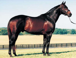 HORSERACING1002's tweet photo. HADIF🇺🇸1986
(CLEVER TRICK - CIAO BY SILENT SCREEN)#Hadif
B/ Mill Ridge Farm(Ky) February 15, 1986
O/ Dorothy Scharbauer, Shadwell Stud
T/ Thomas J. Skiffington
KEESEP $200,000
34-8-7-4---$403,412
Nearctic H, Phoenix Breeder's Cup, Cornwall S G3
2nd Philadelphia Breeder's Cup G3, Gold Stage S, Rous S,
3rd Laurel Dash S G3, Maryland Breeder's Cup, Roseben H G3.
Stood Valor Farm, Sired Action Tonight, Britthadif, Clever Chatter, Dance Man, Dancing Dreams, Dynas Diva, Fleet Dif, Hadacure, Hadenough, Hadette, Hadif One, Jodif, Louetta, Lucky Woman, Lurwish, Oh Mar, Paltu, Sataniste, Trickey Crew, Tricky Account, Wadif, Western Quality.
Died September 9, 2010