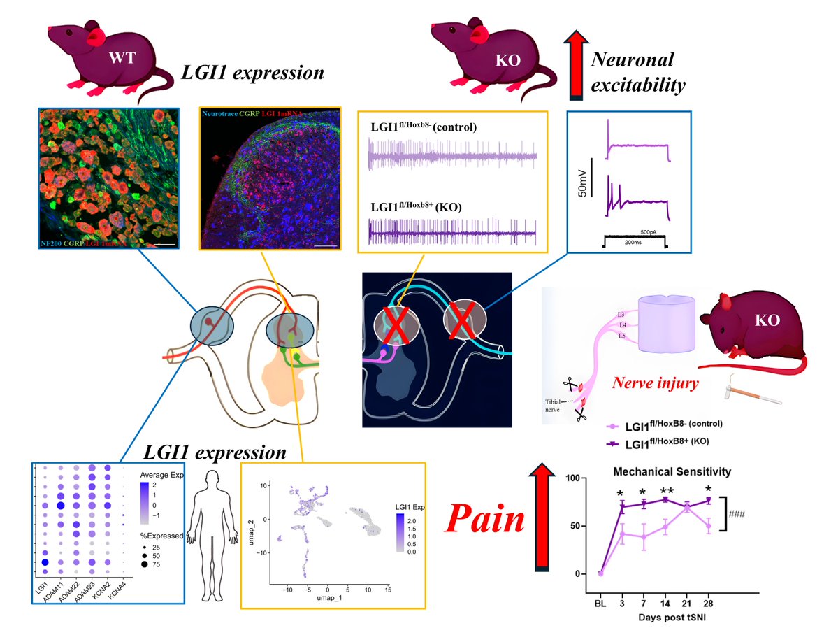 Farah et al. show that disruption of LGI1 leads to increased pain sensitivity. Mice lacking LGI1 display neuronal hyperexcitability, including enhanced wind-up of spinal neurons, and mechanical hypersensitivity after nerve injury. tinyurl.com/2675vu3r