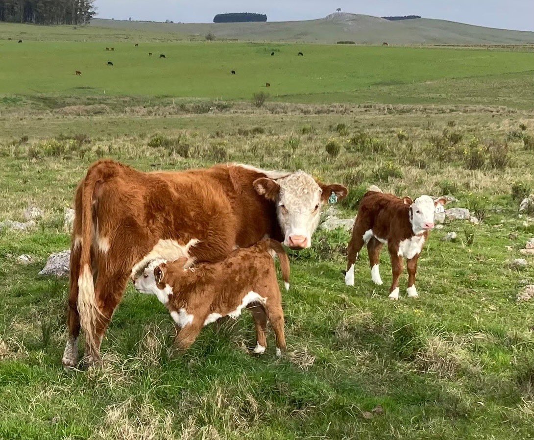 Linda época la de los partos. Sobretodo cuando vienen sin problema ninguno y es sólo registrar sus nacimientos. Aquí una tanda de TH Adventure 143K (<a href="/_JP_Barreto/">Selecta</a> ). Fácil parto pero ya denotando estructura y buena cabeza. Entusiasma 👏🏻👏🏻