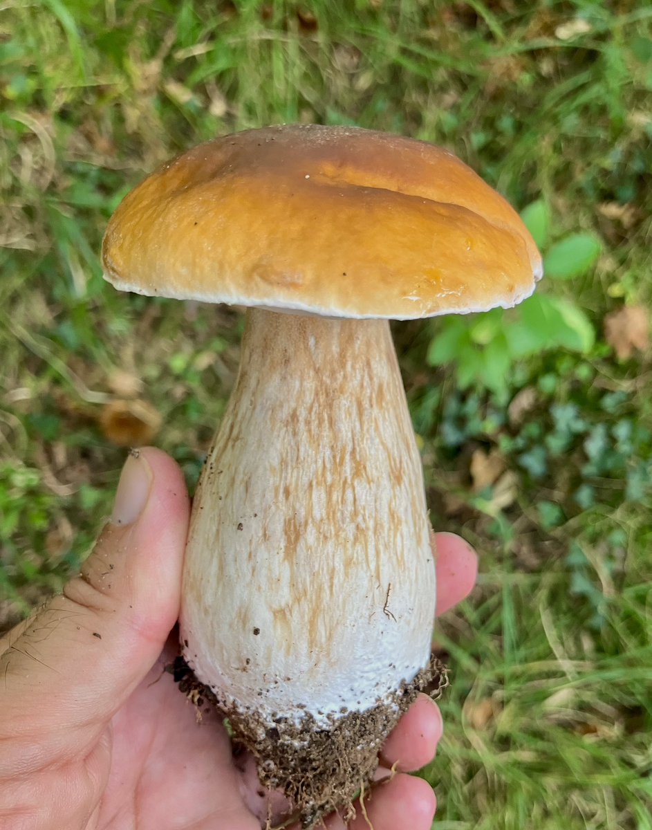 Oreretako basoetan barrena