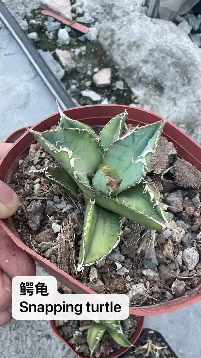 テキーラは自然から与えられた貴重な贈り物であり、生命の粘り強さと美しさを自分の存在で解釈している