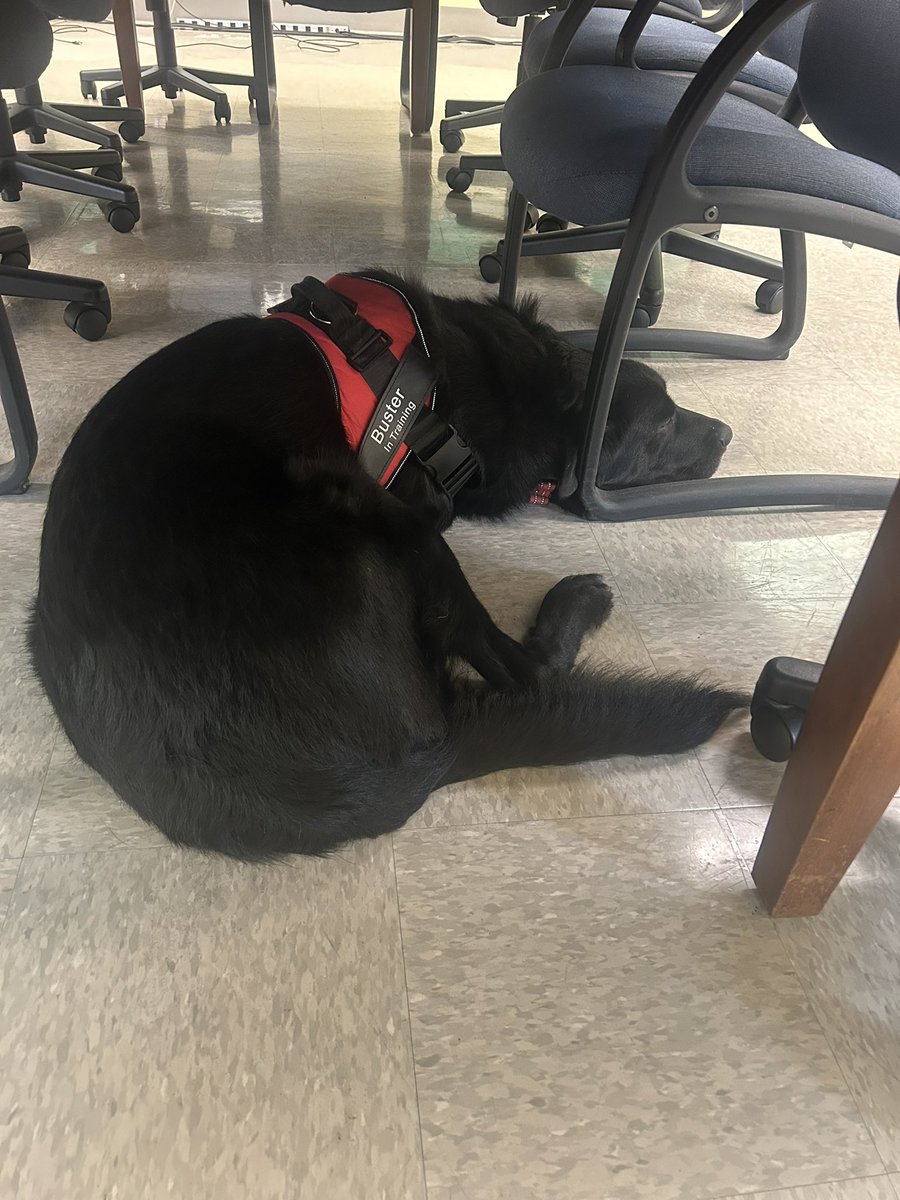 Buster072723's tweet photo. Crashed after walking the schools today! https://t.co/zpr17ekYjZ