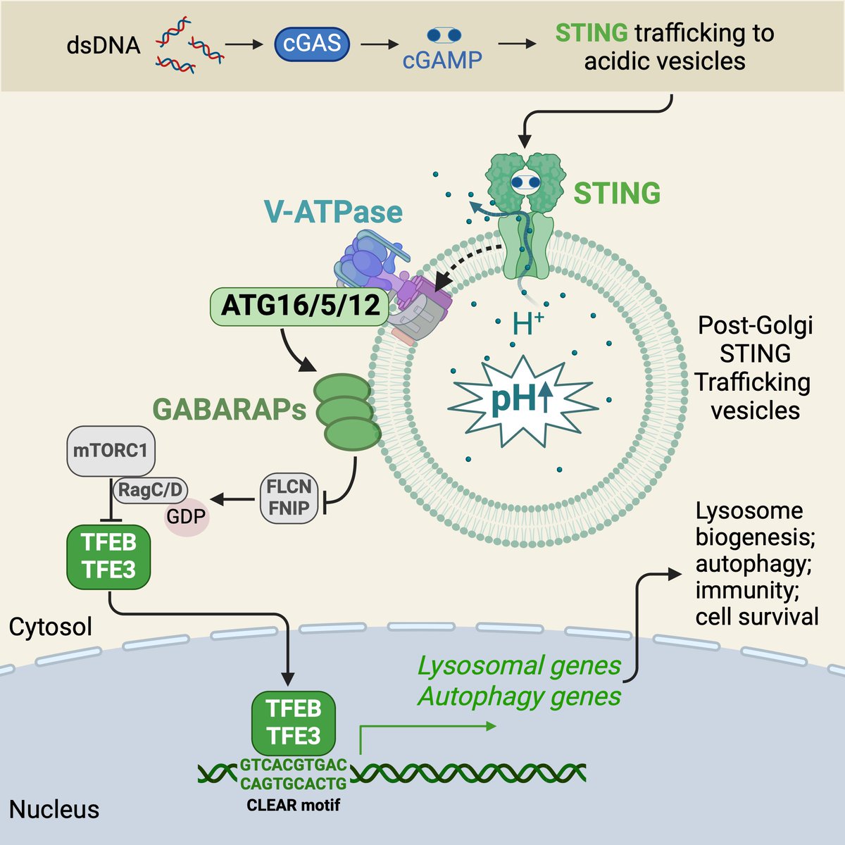 Jay Tan (@jayxiaojuntan) on Twitter photo 🦕Welcome to the Jurassic era of STING! Online <a href="/MolecularCell/">Molecular Cell</a> We uncovered a primordial role of the cGAS-STING pathway in lysosomal biogenesis & stress clearance, revealing its ancient function predating type I interferons. authors.elsevier.com/a/1joCM3vVUPRm…
Kudos to Bo Lv & coauthors!! 1/n 🦕Welcome to the Jurassic era of STING! Online <a href="/MolecularCell/">Molecular Cell</a> We uncovered a primordial role of the cGAS-STING pathway in lysosomal biogenesis & stress clearance, revealing its ancient function predating type I interferons. authors.elsevier.com/a/1joCM3vVUPRm…
Kudos to Bo Lv & coauthors!! 1/n