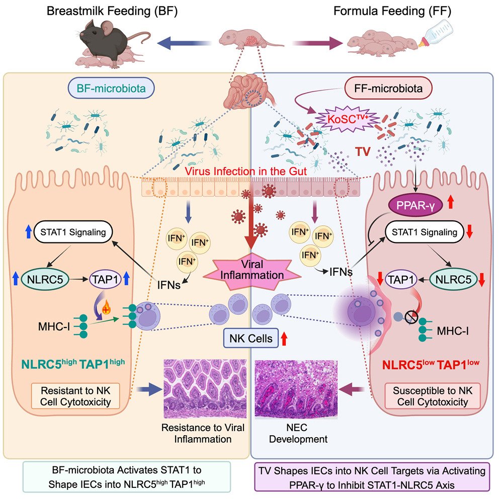 Cell Host & Microbe (@cellhostmicrobe) on Twitter photo Microbiota regulates neonatal disease tolerance to virus-evoked necrotizing enterocolitis by shaping the STAT1-NLRC5 axis in the intestinal epithelium
New online from Tan lab <a href="/thisisUIC/">University of Illinois Chicago</a>
cell.com/cell-host-micr… Microbiota regulates neonatal disease tolerance to virus-evoked necrotizing enterocolitis by shaping the STAT1-NLRC5 axis in the intestinal epithelium
New online from Tan lab <a href="/thisisUIC/">University of Illinois Chicago</a>
cell.com/cell-host-micr…
