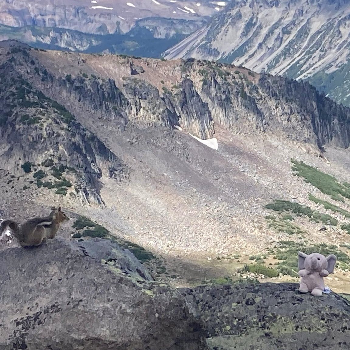 Traveling the world is always fun for our <a href="/casafant/">casafant</a>, but having a local guide like Dubs, the Husky Mascot of the University of Washington, makes it paw-sitively a lot more exciting! 😉  <a href="/UW/">University of Washington</a> <a href="/DubsUW/">Dubs</a>