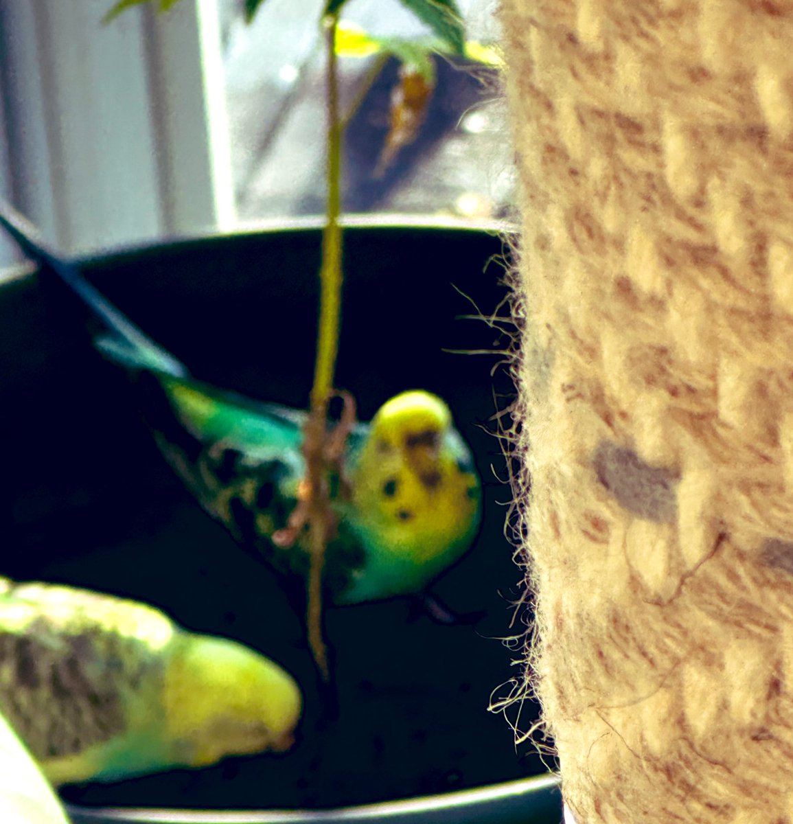 mooncougar61's tweet image. #IRRELEVANTPOST #IRRELEVANTTWEET 
😎💅