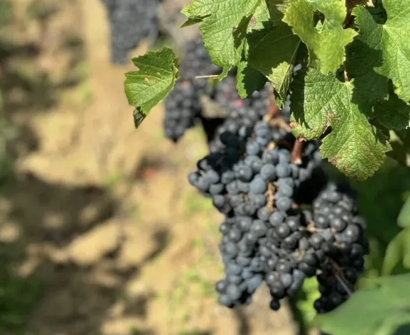 2024 Bdx harvest begins, looking set to be a late vintage with a small crop...  janeanson.com/2024-harvest-b… (free to read)