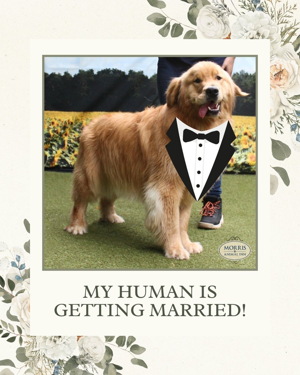 morrisanimalinn's tweet image. We are honored to care for your furry family members as you celebrate your special day. 💗

#NJWeddings #njbride #2024bride #morristownnj #warrennj #montvillenj #northjersey