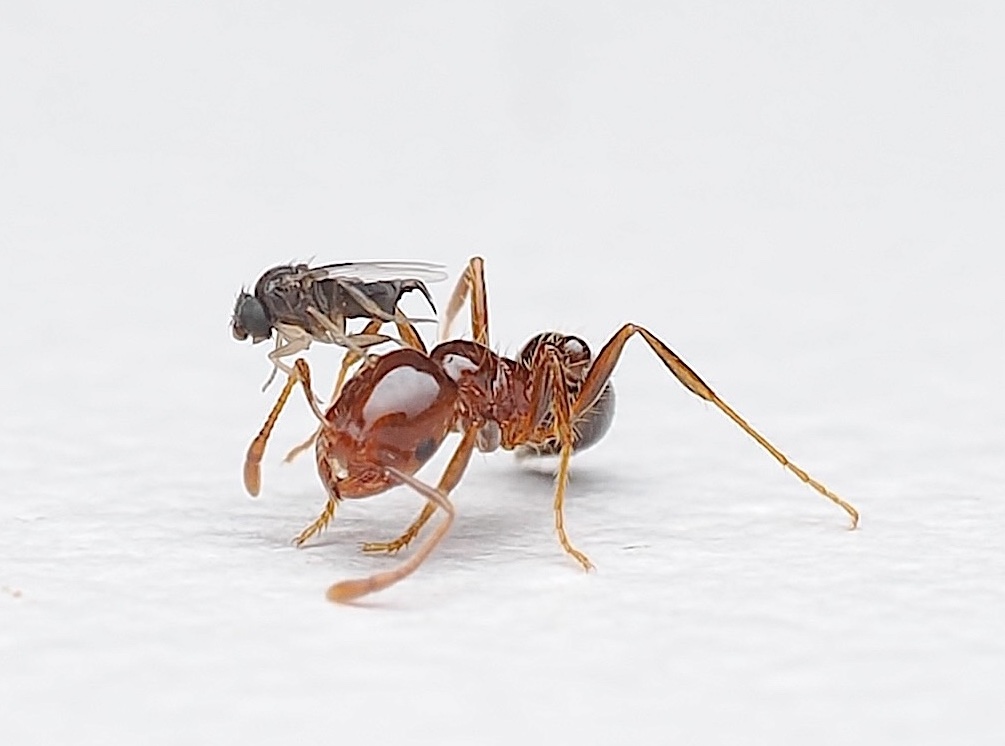 ALFRED DANIEL J (דָּנִיֵּאל) (@danieljalfred1) on Twitter photo Meet the tiny phorid fly. It swoops in faster than you can blink, laying an egg inside the ant’s body. When the larva hatches, it makes its way to the ant’s head and slowly devours it from the inside. The result? The ant’s head falls clean off. #entomology #parasitoids #insects Meet the tiny phorid fly. It swoops in faster than you can blink, laying an egg inside the ant’s body. When the larva hatches, it makes its way to the ant’s head and slowly devours it from the inside. The result? The ant’s head falls clean off. #entomology #parasitoids #insects