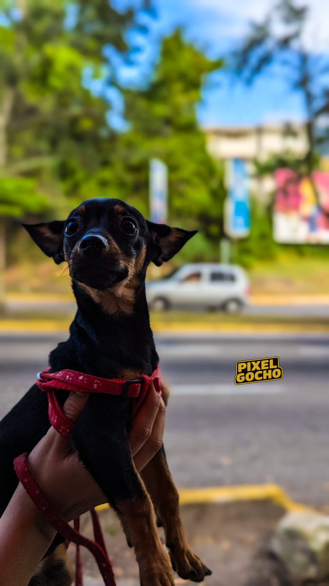 PixelGocho's tweet photo. El gran Nilo, modelando para #PixelGocho. 

¿Qué tal mi Guau-look de hoy?  #PerroModelo #ModaCanina  #DogsofX 
#cachorro #mascota #puppy #dogoftheday  #dogs #doglover #dogsofworld #dogsofla #perropequeño https://t.co/BXgEkxe15b