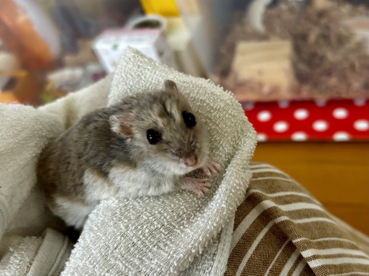 T村@ｹﾞｰﾑ二次系ｵﾀｸ (@akaiusagiknight) / X 