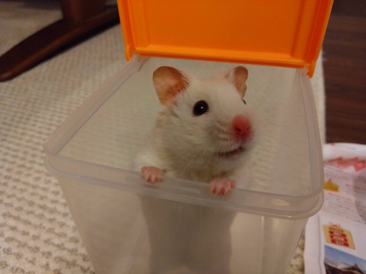 T村@ｹﾞｰﾑ二次系ｵﾀｸ (@akaiusagiknight) / X 