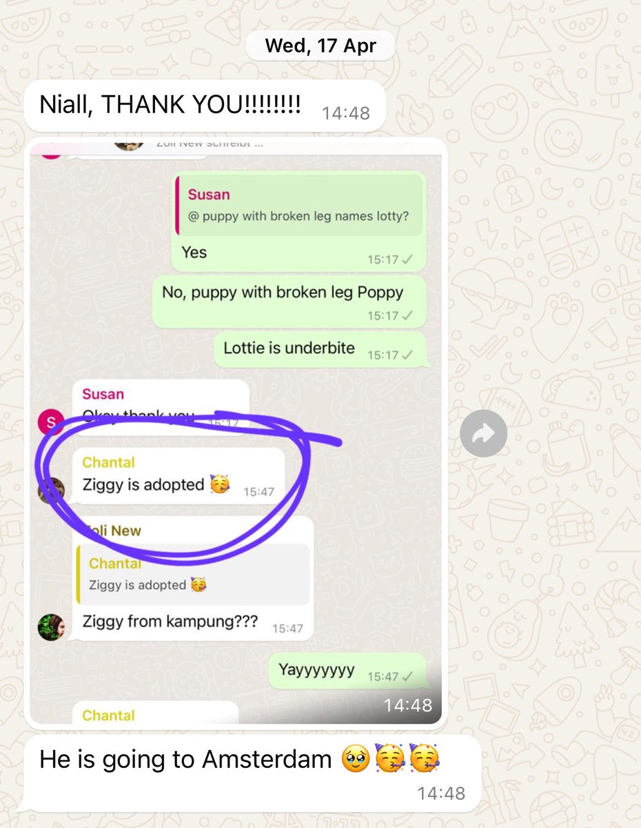 NiallHarbison's tweet photo. I got the news in April and he just recently arrived in The Netherlands 🇳🇱 

A lovely lady had indeed seen the initial video and made a place in her home for Ziggy. He flew across the world to be with her (6/8) https://t.co/GLSuLduFeU
