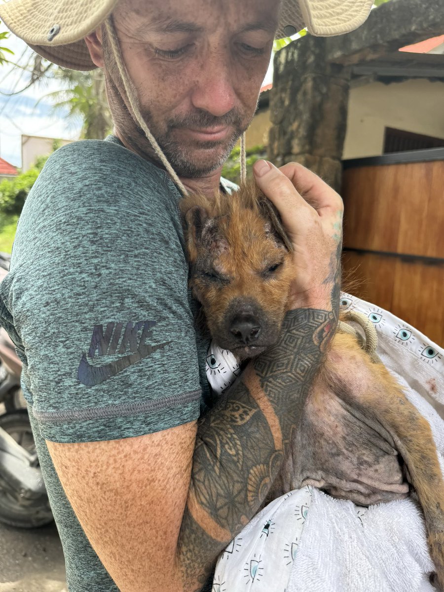 NiallHarbison's tweet photo. I had to leave but our charity partner (Bali Paws) there kept him in the vets. I decided to call him Ziggy as he looked just like Ziggy Stardust I thought. 

Ziggy would go on to stay in the vets for 2 months (3/8) https://t.co/s2GQVNkbxU
