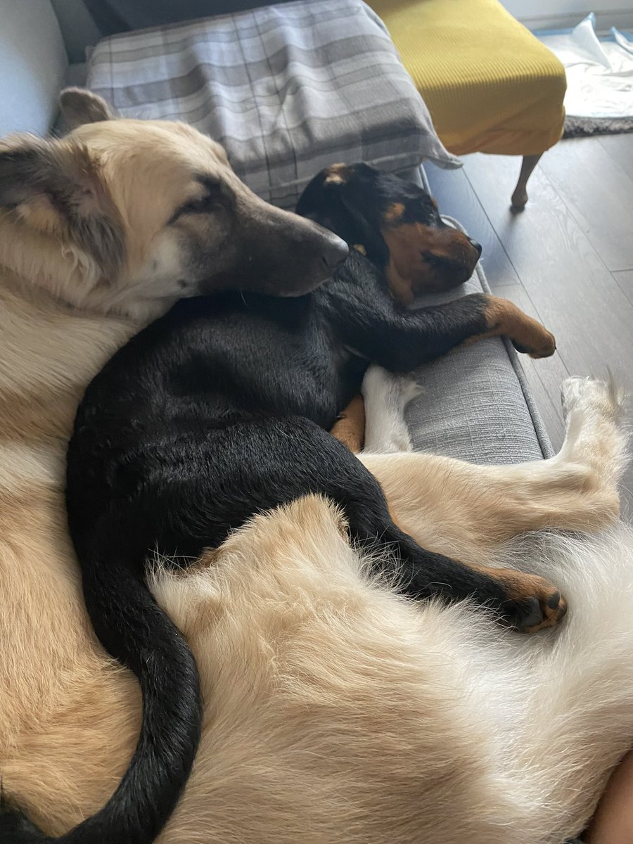 My two pretty girls Valkyrie and Vana 🥰