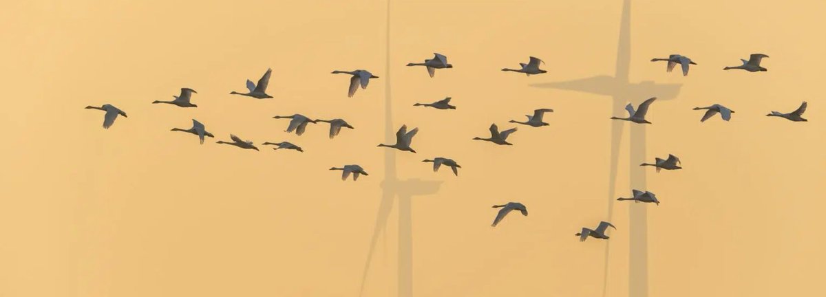 BirdLifeAfrica's tweet image. 🌍 The new #AVISTEP tool is helping prevent bird collisions along Africa’s migratory #flyways! With partners @Nature_Egypt and @Nature_Kenya, we’re making #migration safer for millions of birds across the continent. 🐦

👉🏿ow.ly/wIZn50Tr5KZ

 #BirdConservation