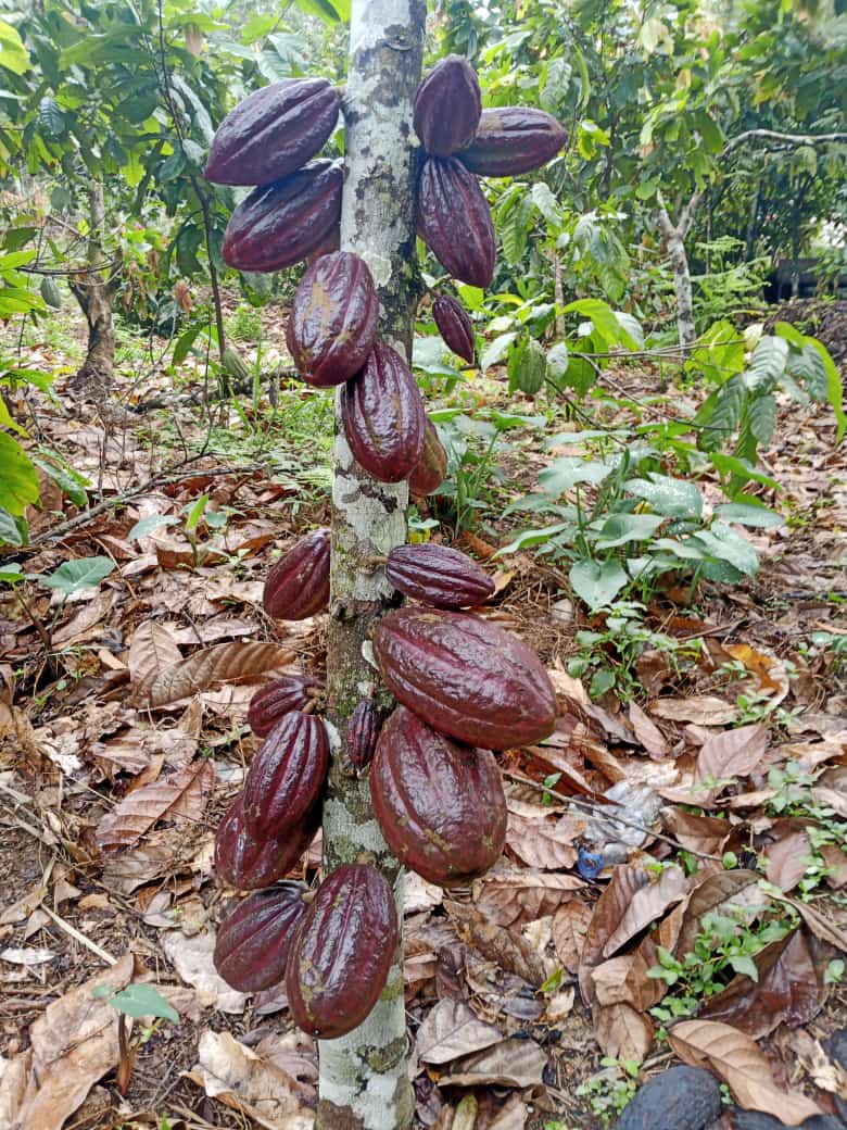 Dominique Kasimba (@dominiquek89097) on Twitter photo Cacao rouge à la plantation Dokas Au Cameroun, ils sont devenus spécialiste dans la production et le marché du cacao rouge avec des prix très avantageux <a href="/MutombMutshail/">Grégoire Mutshail Mutomb</a> Cacao rouge à la plantation Dokas Au Cameroun, ils sont devenus spécialiste dans la production et le marché du cacao rouge avec des prix très avantageux <a href="/MutombMutshail/">Grégoire Mutshail Mutomb</a>