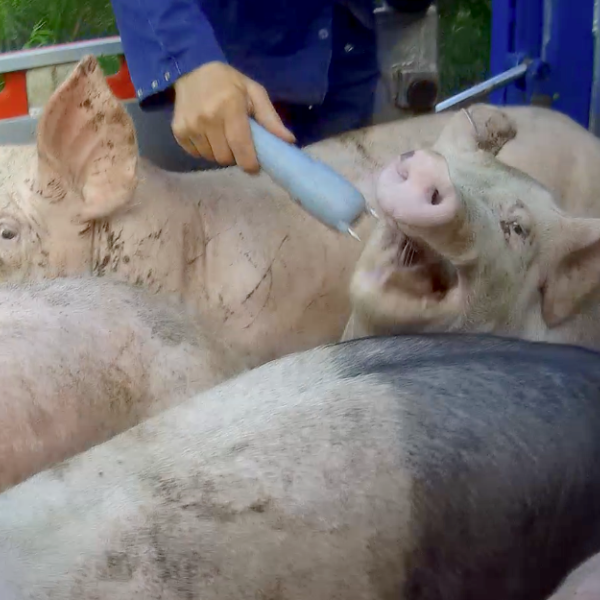 Dit kan toch niet waar zijn??????????? 
"Minister Wiersma schrapt het voorgenomen verbod van stroomstootapparatuur in de veesector. Als het aan de BBB-minister ligt moet het mogelijk worden om de apparatuur toch te gebruiken"

rtl.nl/nieuws/politie…