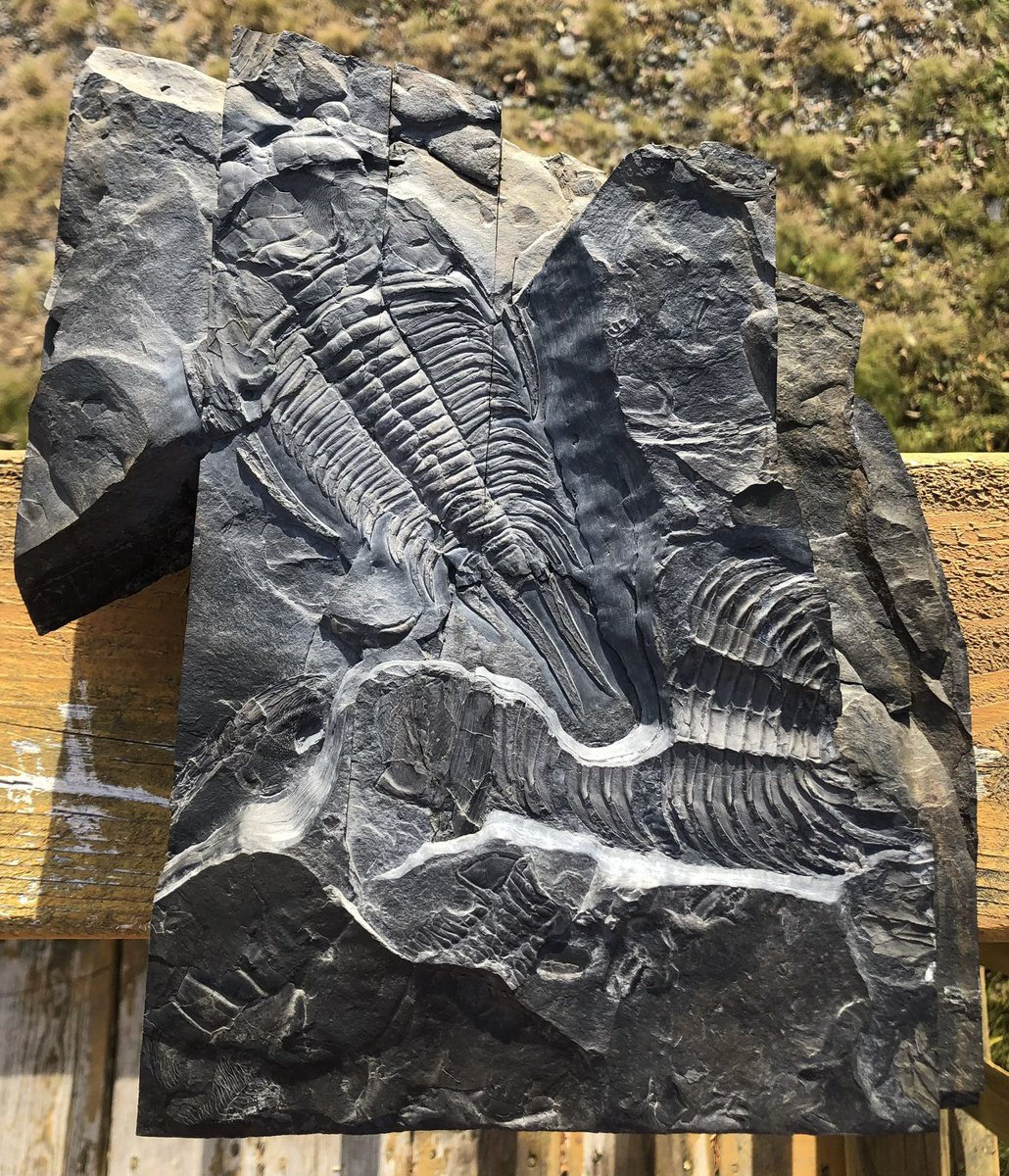 TriloBen1's tweet photo. Happy #fossilfriday from the Middle #Cambrian of #Avalonia. 
Some progress pictures of this #Paradoxides davidis davidis, from the Manuels River Formation of #Newfoundland https://t.co/p8eZCirhcV