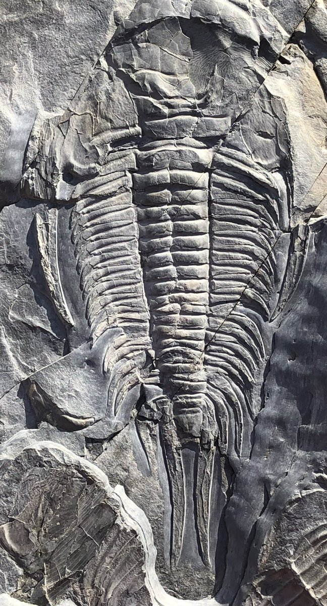 TriloBen1's tweet photo. Happy #fossilfriday from the Middle #Cambrian of #Avalonia. 
Some progress pictures of this #Paradoxides davidis davidis, from the Manuels River Formation of #Newfoundland https://t.co/p8eZCirhcV