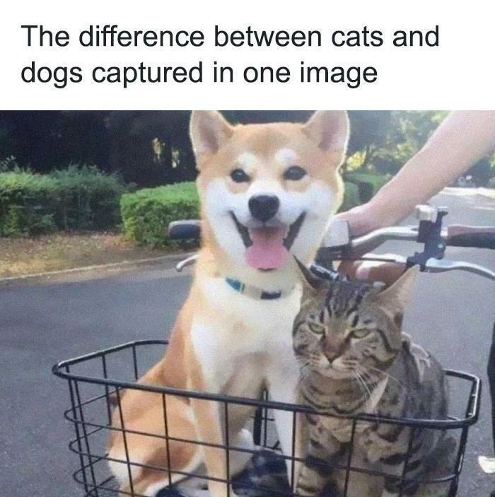 WholesomeMeme's tweet photo. https://t.co/n1TY2zCY5z