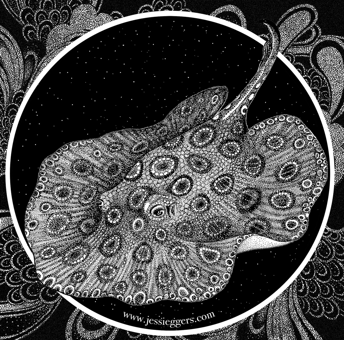 jessi_eggers's tweet photo. The occelate river ray, occuring in the major rivers of South America, and more than happy to fish out painful stings to whomever crosses its path.
#ichthyology #scicomm #sciart #riverray #southamericanfish #fishillustration #fishytheme https://t.co/rBKE0GdOat