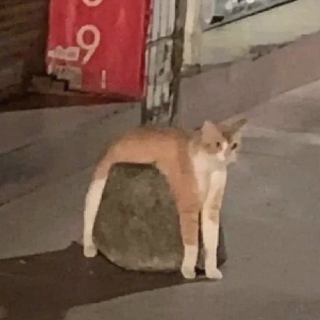 poorlycatdraw's tweet image. a majestic creature