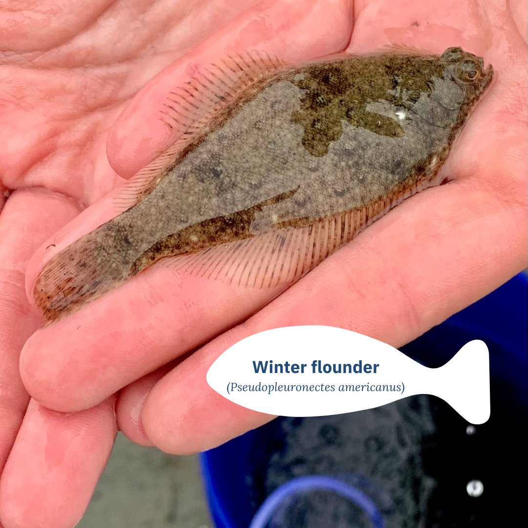 SeacoastSciCtr's tweet image. At #BioBlitz we set out in Odiorne Point State Park to ID &amp;amp; catalogue the species we find. Tomorrow, Sat 9/21, is our 22nd blitz, so for #fishfriday we are sharing some of our #fishy finds! Join us this year to see what we discover seacoastsciencecenter.org/bioblitz #communityscience