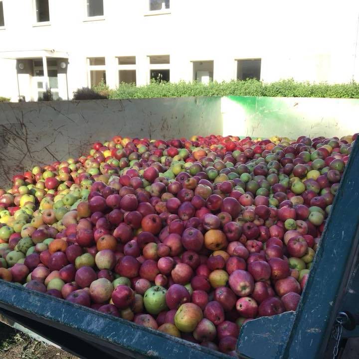 Apfelsammlung der Biologischen Station dlvr.it/TDTZyj