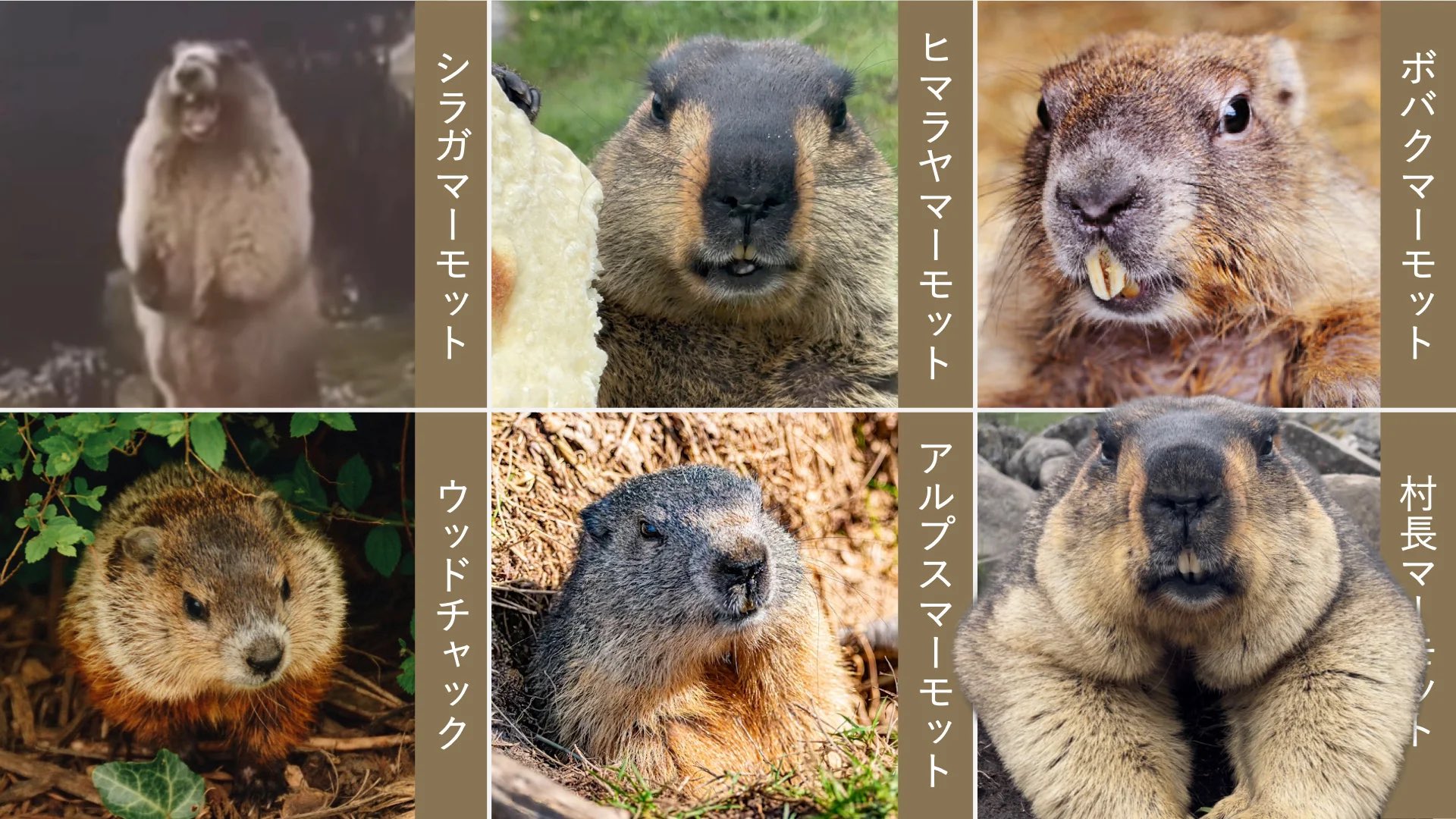 2024激安通販 ドクターマーモット - Marmot Dr. on X: バックパック