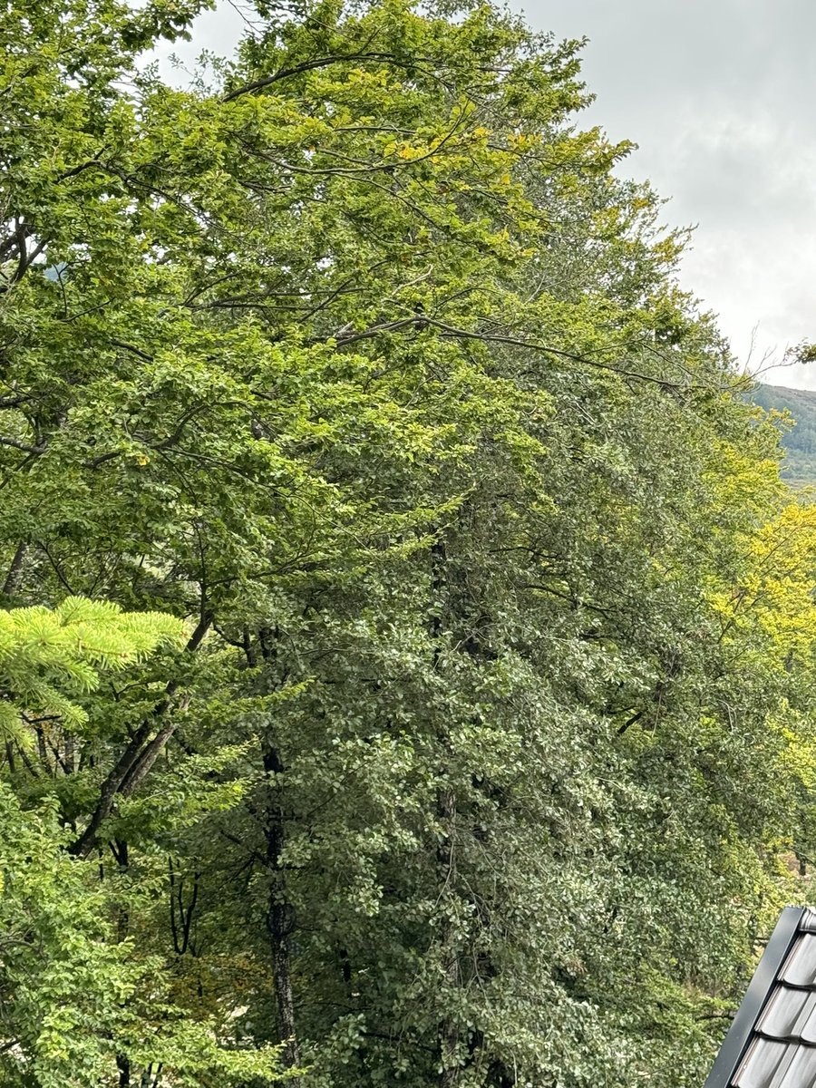 ☘️🍃🌧️💚