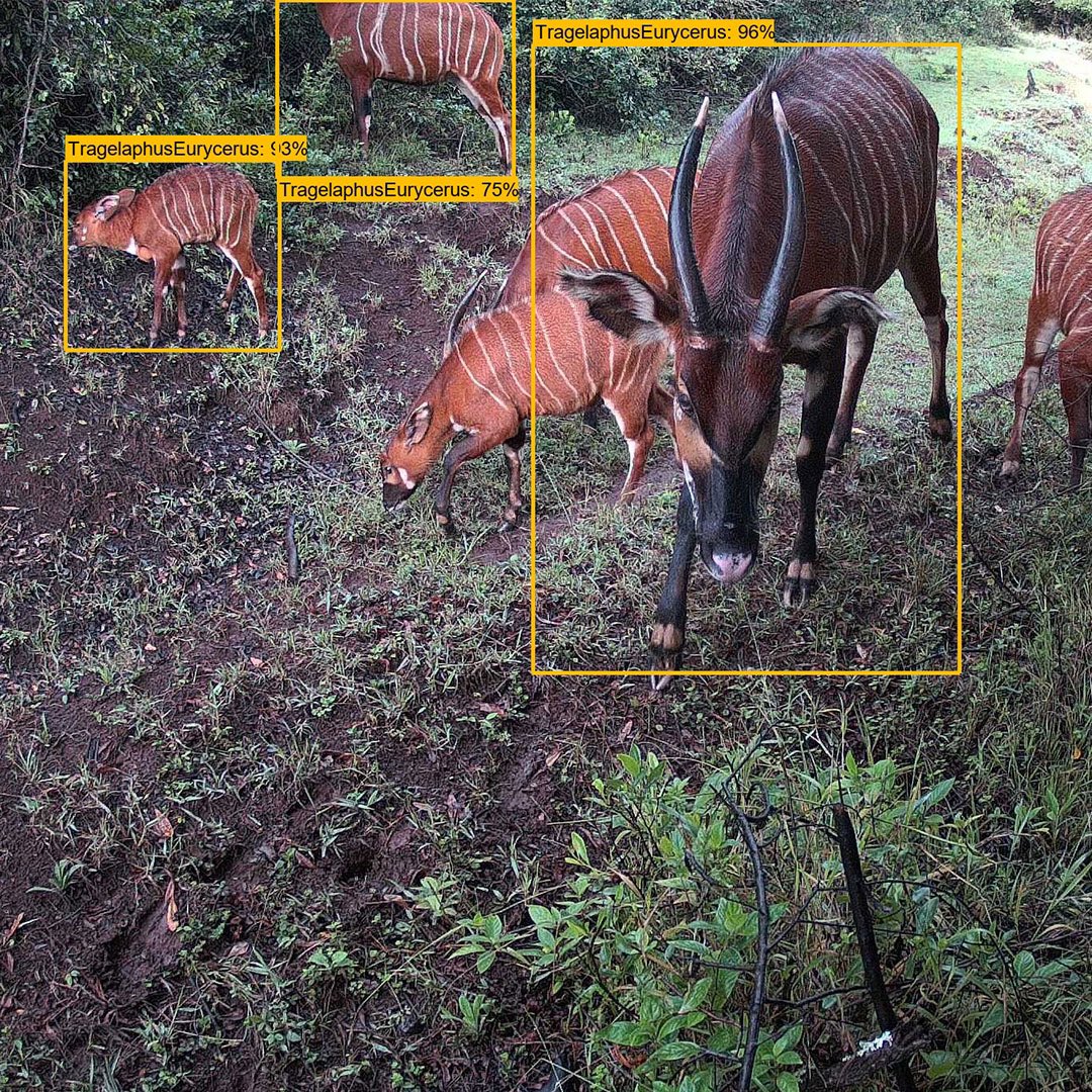 chesterzoo's tweet photo. ✨ SUPER RARE ✨ The last remaining mountain bongos in Kenya caught on camera! 🇰🇪
 
🎥 Watch the heartwarming moment our conservationists spot one of these super rare antelopes in Kenya, Africa - a place where we’re working to protect the last 50 that remain.
To help boost the tiny population, we’re making plans with other European zoos and partners in Kenya to move 10 bongos, born in zoos like ours, to Africa. That’s why the recent birth of female calf Navari, right here in Chester, is vital to the survival of the species.  

We’re also now working with Conservation AI to revolutionise how bongo species are monitored in the wild, using the latest AI tech to help protect the remaining population.

Together, we want to ensure the mountain bongo has a future in Africa 💫