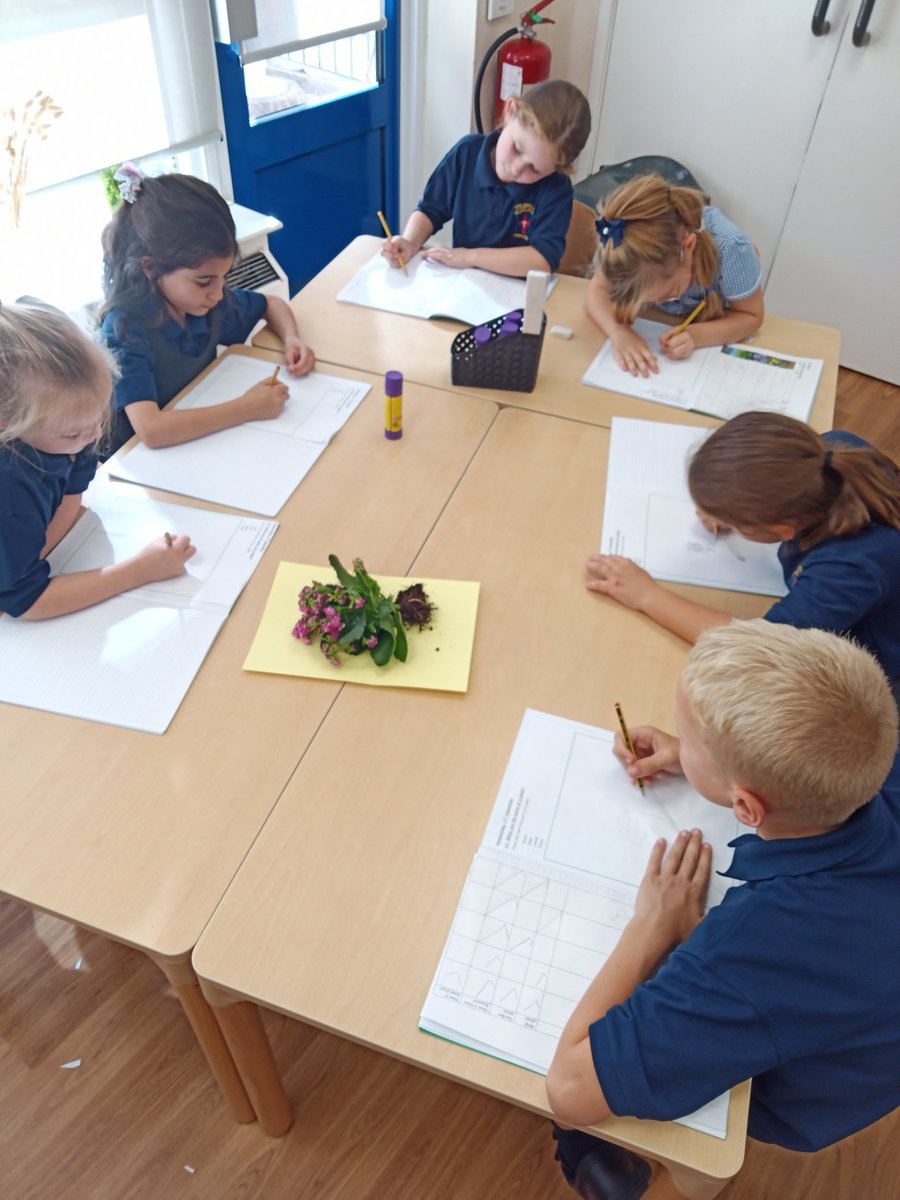 LsgcMrs's tweet photo. This week in Science, we have been creating observational drawings of some plants and labelling the different parts. @MissCBSGC @MrGSGC #SGCSCIENCE https://t.co/Cf7X6Hv76d