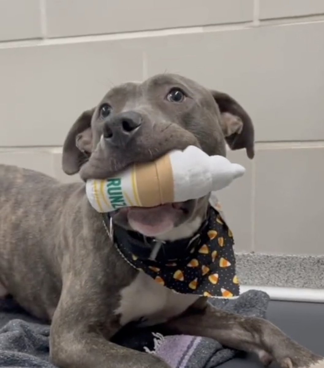 NEHumaneSociety's tweet image. we've come a long way from naming a dog "Breakfast Runza with Hashbrowns" and driving the Puppy Cart through the drive-thru 💚

come get a breakfast runza next Wednesday and 7am!