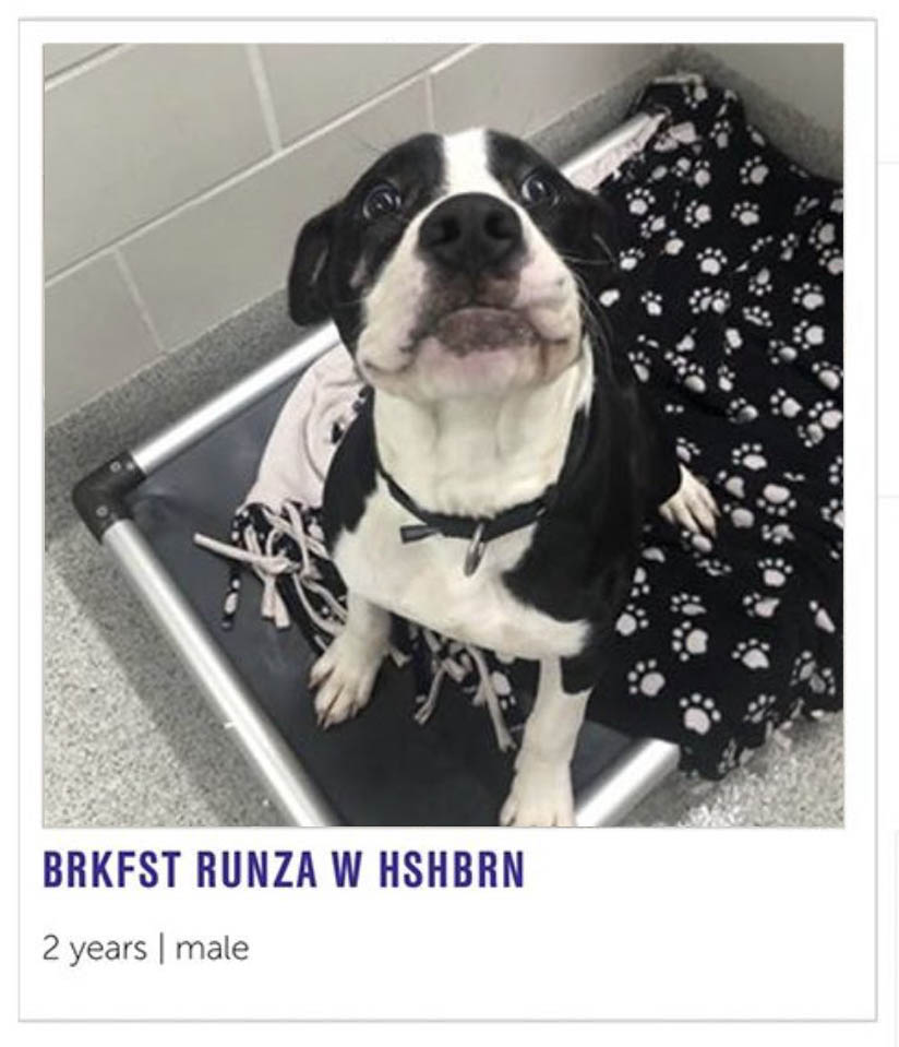 NEHumaneSociety's tweet image. we've come a long way from naming a dog "Breakfast Runza with Hashbrowns" and driving the Puppy Cart through the drive-thru 💚

come get a breakfast runza next Wednesday and 7am!