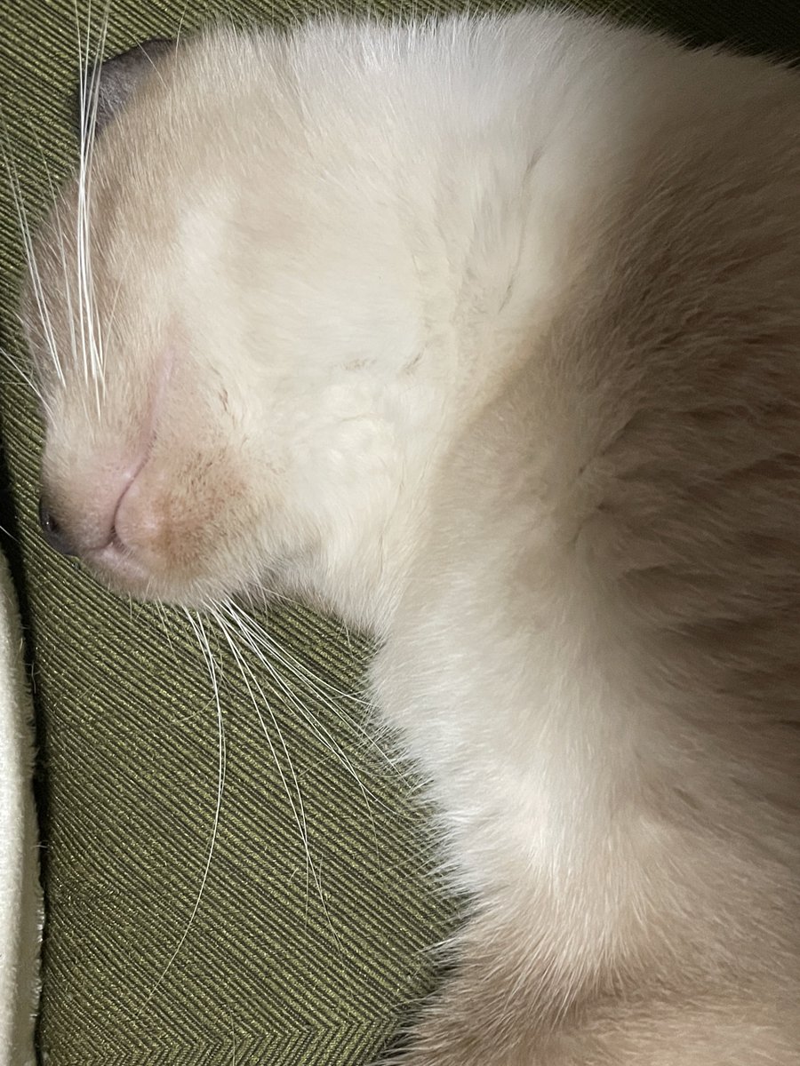 togano yomiko tweet media