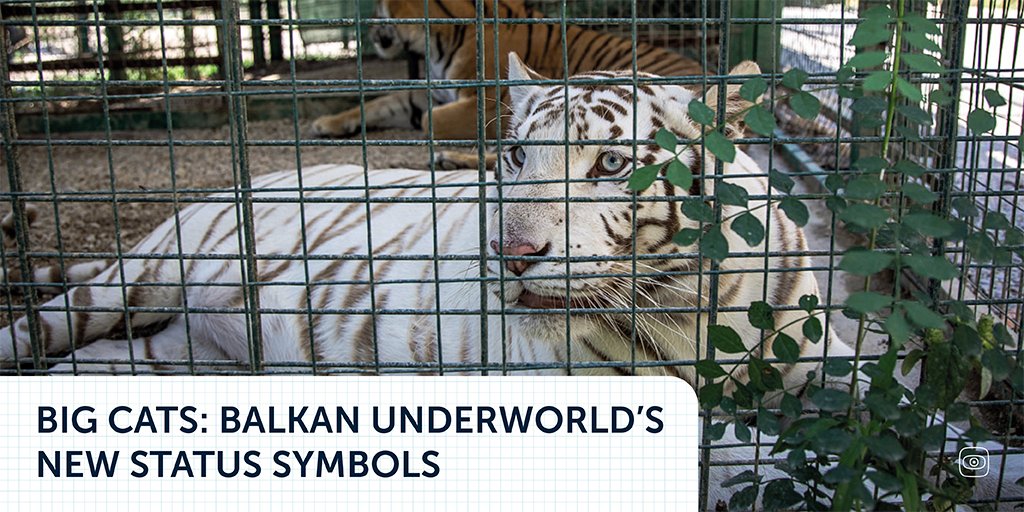 A bizarre and dangerous trend is taking root in Albania—criminal bosses are using lions and tigers as a way to manifest their power and wealth. While owning big cats is illegal, the penalties remain minimal. journalismfund.eu/big-cats-balka…