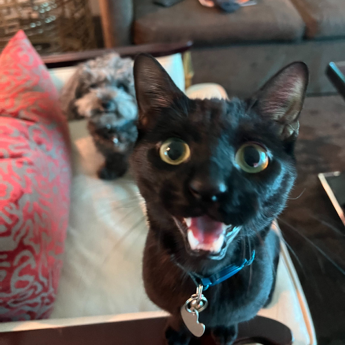 CattitudeChaos's tweet photo. 🚨 Meet Johnny Flynn! 🐈‍⬛ The Cat Man BTS @CattitudeChaos + Learn more 📲 https://t.co/uhjOCpoGQ3
.
#Cattitude #CattitudeChaos #Cattiness #Cats #CatsAreFamily #CatMoments #CatInfluencer #AdoptDontShop #JohnnyCat #CatRescue #JohnnyFlynn #KittyParty #BirdiesDoghouse #Kitty https://t.co/AIwJj2dESm