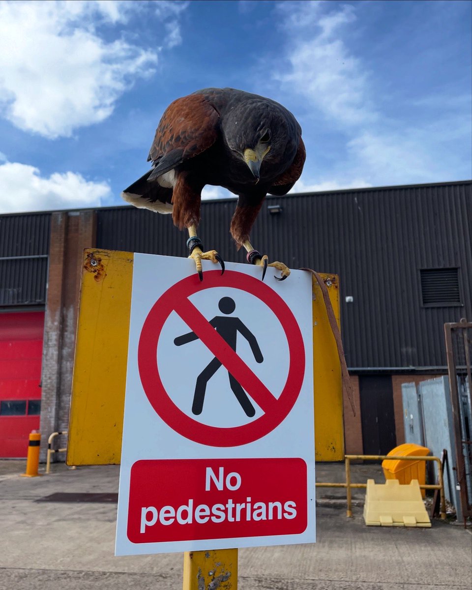 Hey ChatGBT, write me a joke to go with this pic... Who needs to walk when you can fly? 😉 When you’ve got wings, walking’s overrated. 😎He's soaring above the rules. 
Can you do better?
#RuleBreaker #BirdBoss #NoPedestriansNoProblem #HawkOnTheHunt