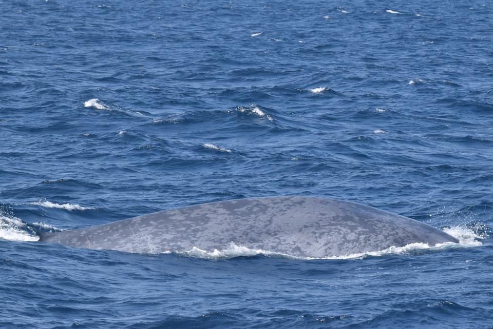 CMWWRC's tweet photo. 🚨Blue Whale Alert🚨
On our most recent 24 hr Pelagic Trip, the American Star was able to observe a blue whale, the largest animal in the world!
📸: Captain Melissa

We participate with @whalesense and follow all regional whale watching guidelines. https://t.co/176B8JELYx