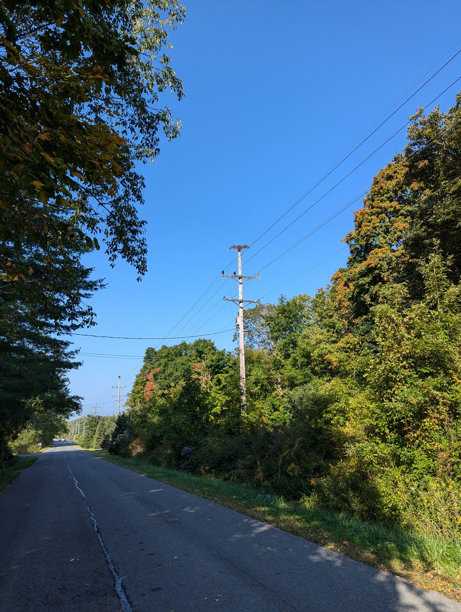 PaladinCrow's tweet photo. Had to stop quick on my morning coffee run to take pics of some sunning turkey vultures. 
So big! https://t.co/RQJYeWe5Ok