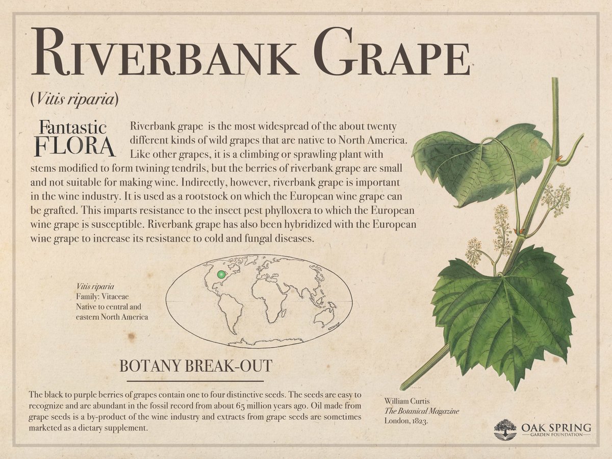 Happy #FantasticFloraFriday! Today's plant plays an important role for anyone who enjoys win – but perhaps not for the reason you are thinking.

For more venerable vines, visit fantasticflora.online.