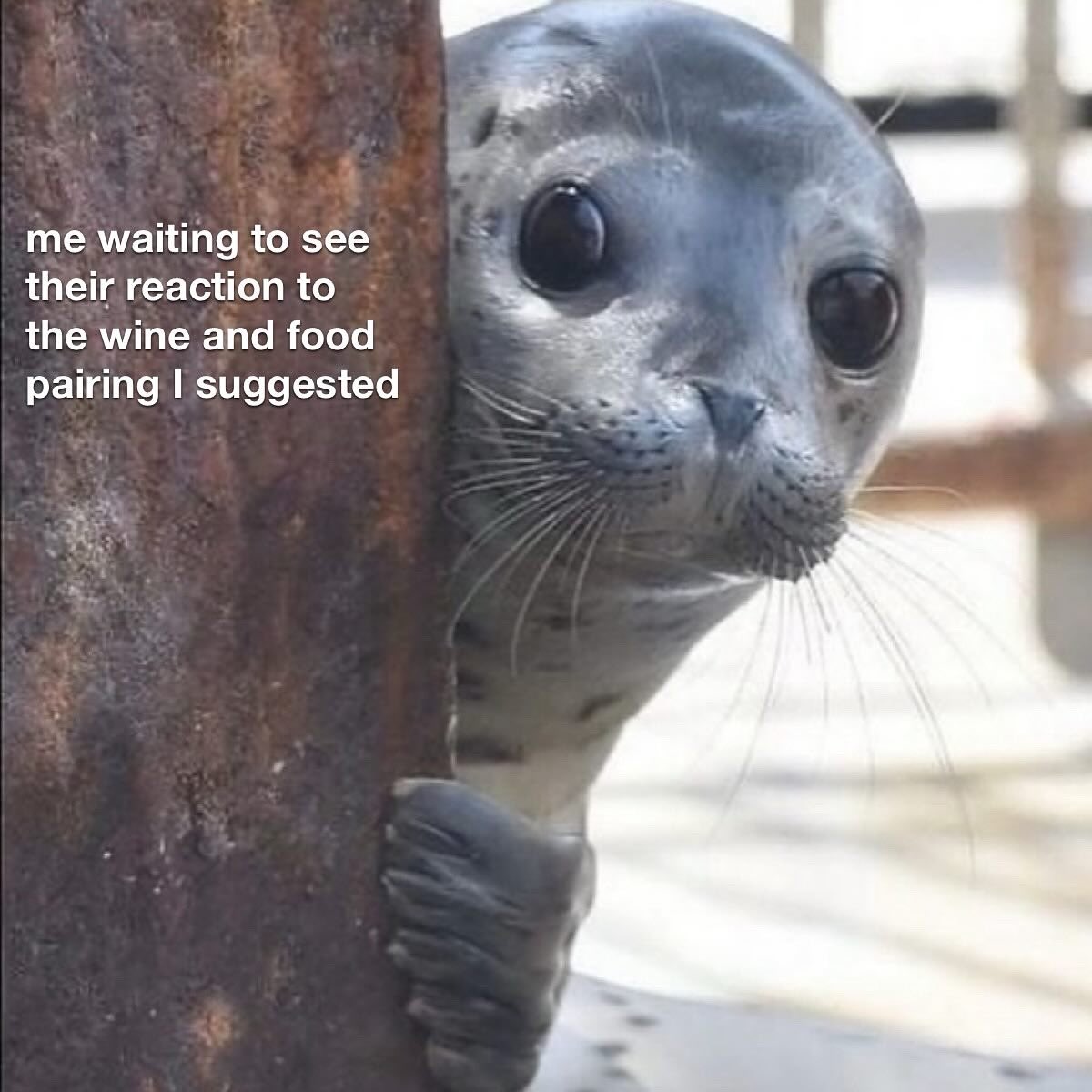 Shitty Wine Memes (@shittywinememes) on Twitter photo 