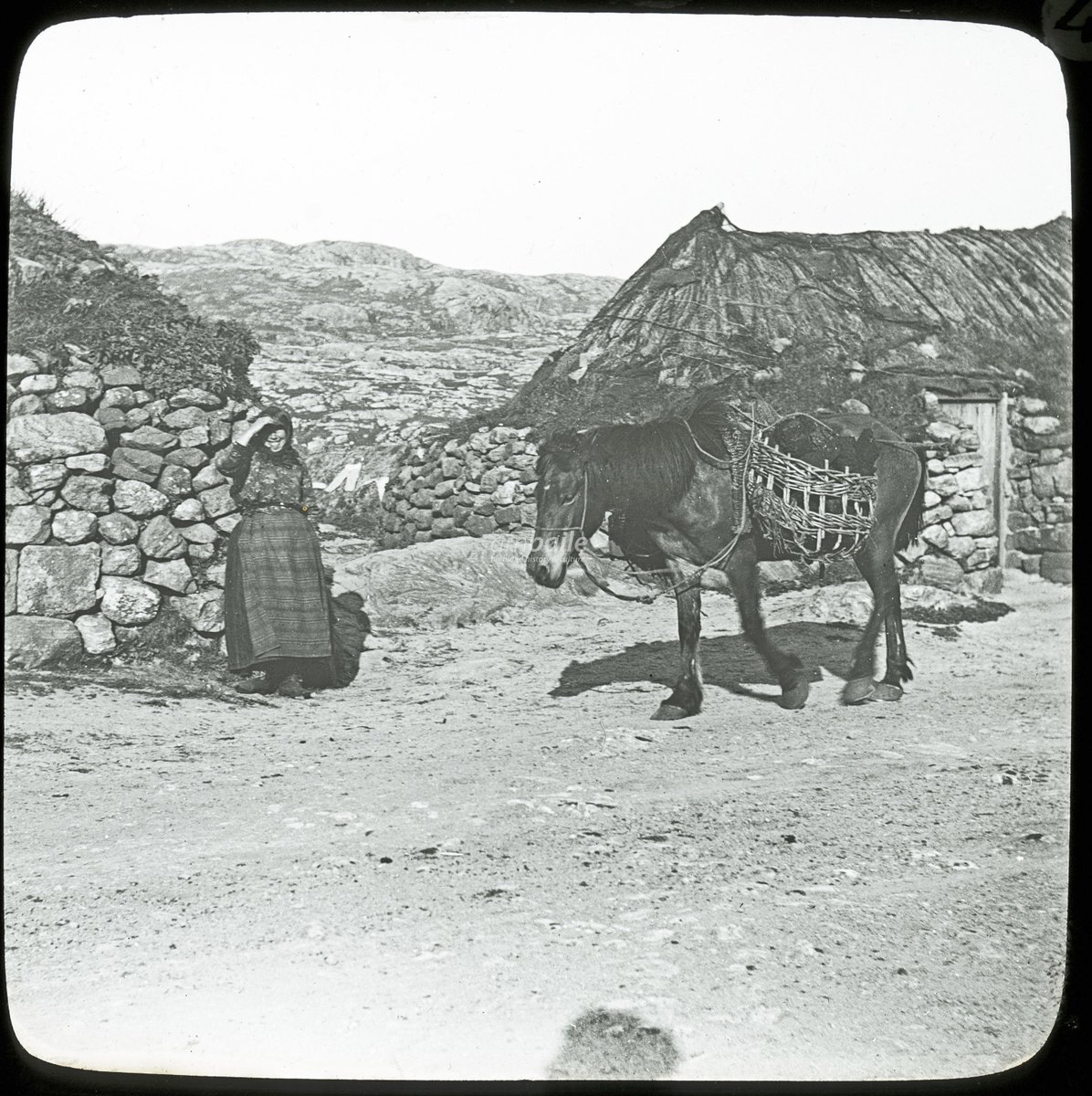 A pony with peat creels, late-1890s/early-1900s. The location is somewhere in the Western Isles but hasn't been precisely identified (#Barra has been suggested)

[photo: Archibald Alexander Chisholm; source: Grantown Museum]