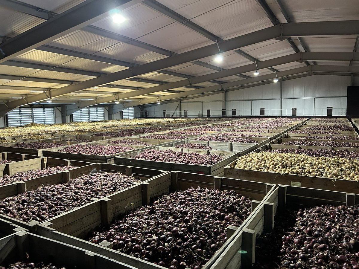 Stores are filling up fast as onion harvest progresses. 🤞 the weather holds #britishonions
